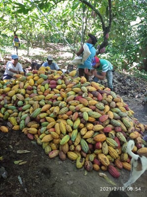 Venezuela Cuyagua Direct Trade 2021 - Image 7