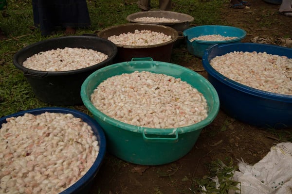 Uganda Semuliki Forest 2021 Direct Trade Organic - Image 3