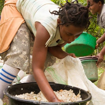 Uganda Semuliki Forest Direct Trade Organic 2024 - Image 11