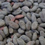 Nicaragua Organic - 2013