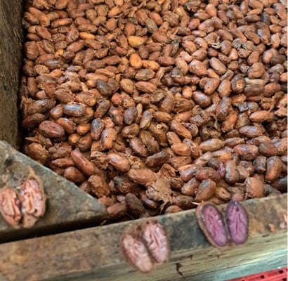 Mexico Rio Samaria Cunduacán Direct Trade 2024 - Image 17