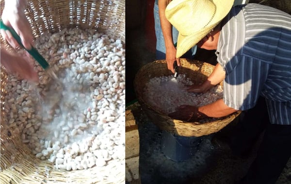 Mexican Lavados (washed / unfermented) Soconusco 2021 - Image 2