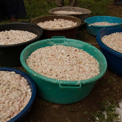 Uganda Semuliki Forest Direct Trade Organic 2025 - Image 28