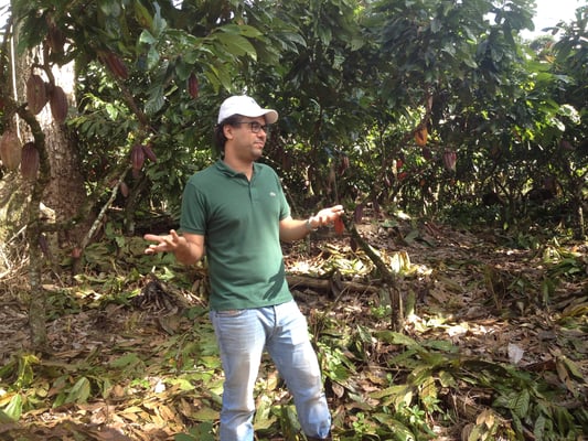 Brazil Catongo Farmgate 2019 - Image 6