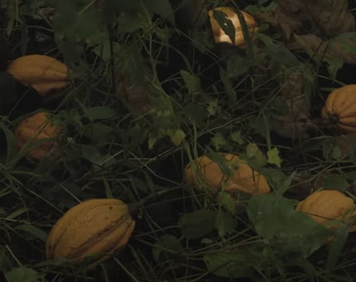 Vanuatu Malekula Island 2024 - Image 6