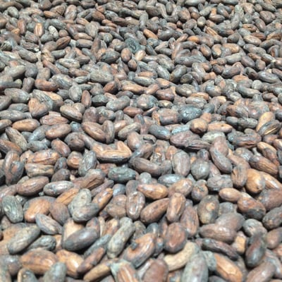 Bolivia - Wild Harvest Tranquilidad - 2018 - Image 1