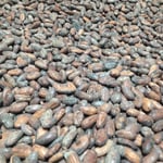 Bolivia - Wild Harvest Tranquilidad - 2018