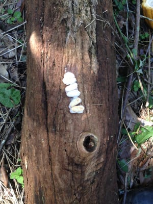 Brazil Catongo Farmgate 2019 - Image 5