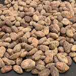 Nicaragua Bisiesto Criollo 2022