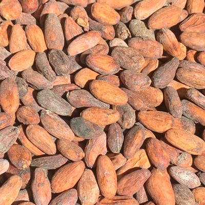 Bolivia - Wild Harvest Direct Trade Rio Beni - 2022 - Image 2