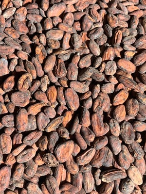 Peru Chuncho  Organic - Direct Trade - 2024 - Image 2