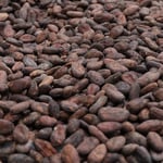 Vietnam Lam Dong 2018 Direct Trade