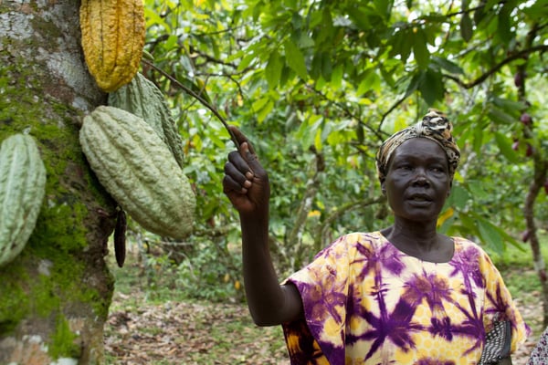 Uganda Semuliki Forest 2022 Direct Trade Organic - Image 8