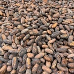 Brazil Catongo Farmgate 2019