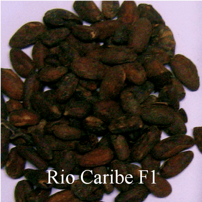 Venezuelan Rio Caribe F1 - Image 1