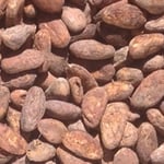 Guatemalan Lachua - 2020 Organic