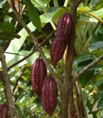 Peru Salitral - Organic - 2017 - Image 2