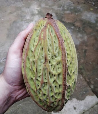 Mexico Bicolor / Pataxte / Jaguar / Macambo Cocoa - Lot II Direct Trade - 2021 - Image 4