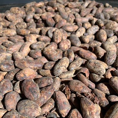 Peru Marañón 2024 - Direct Trade - Image 5