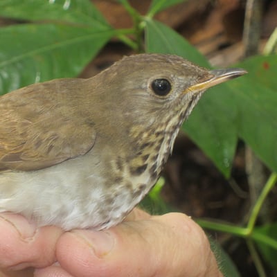 Dominican Republic Zorzal Direct trade Organic 2024 - Image 8