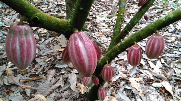 Costa Rica Azul Direct trade 2017 - Image 9