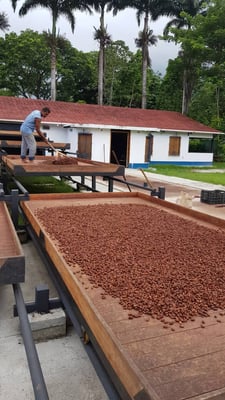 Venezuela Cuyagua Direct Trade 2021 - Image 10