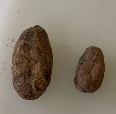 Bolivia Wild Harvest Tranquilidad Direct Trade 2025 - Image 1