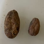 Bolivia Wild Harvest Tranquilidad Direct Trade 2025