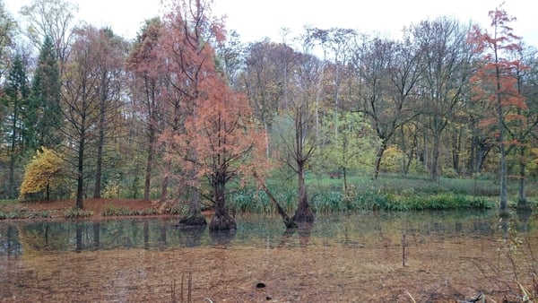 Rombergpark Dortmund
