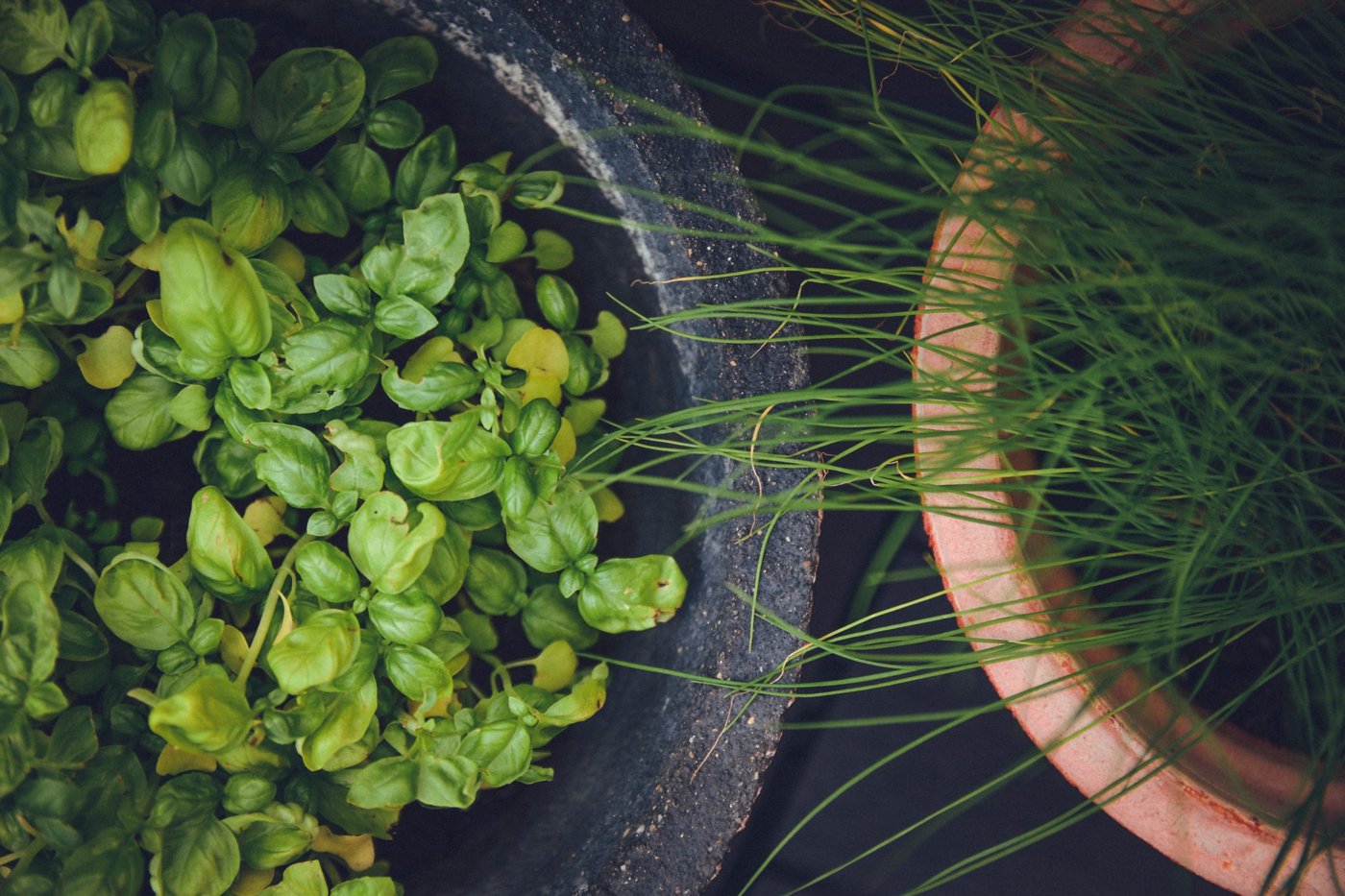 Kräuter_Unsplash