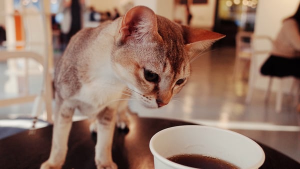Katzencafé