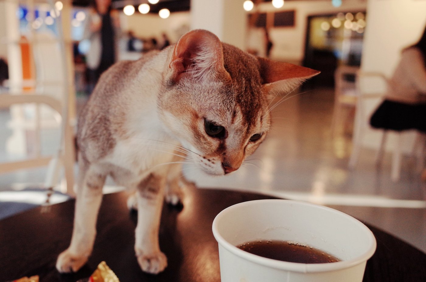 Katzencafé