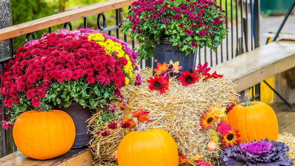 szene mit kürbissen, heuballen und schnittblumen auf einem der herbstmärkte