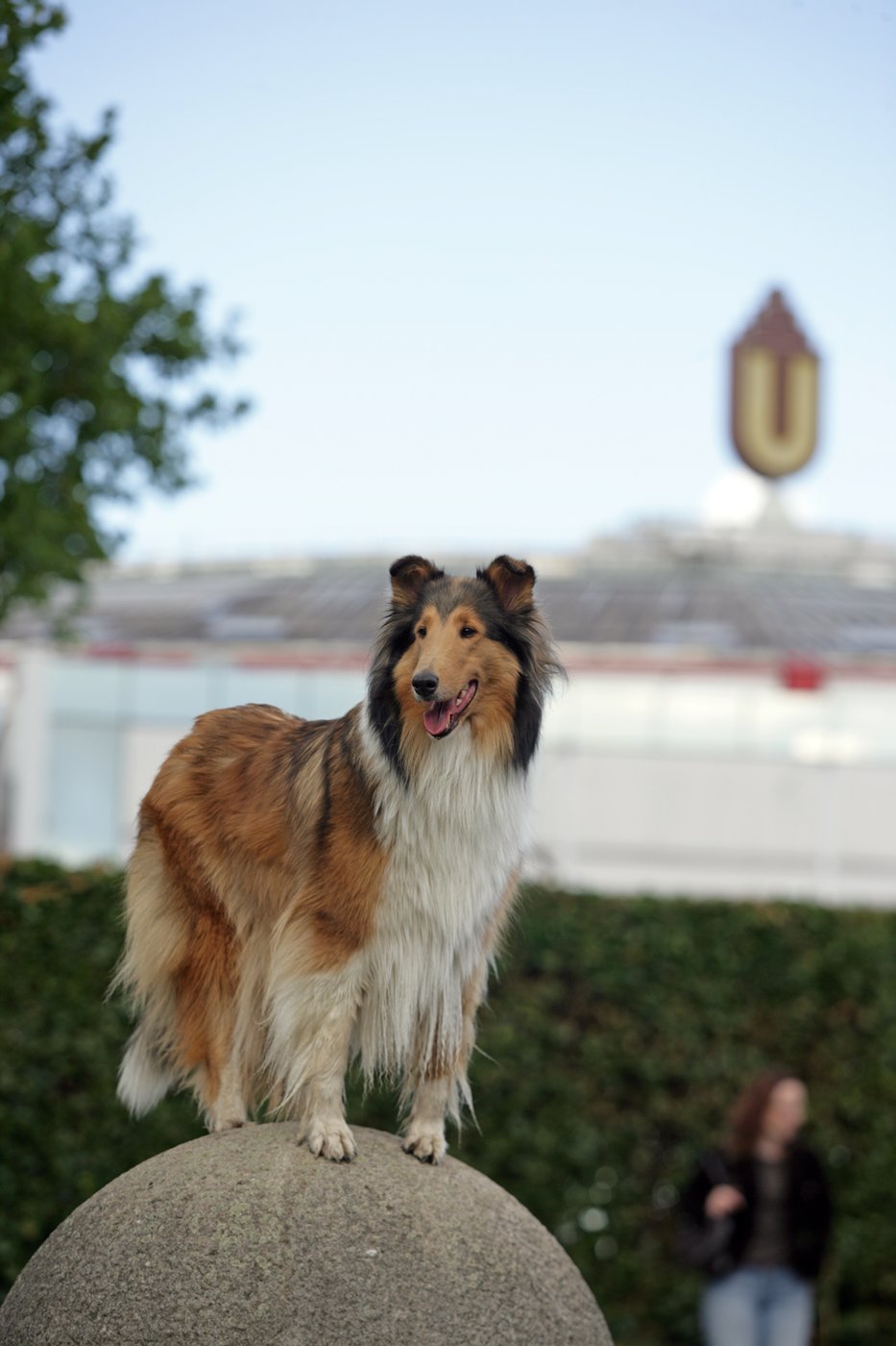 Collie vor der Messe Dortmund