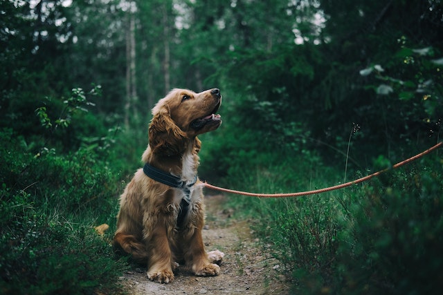 Hund an einer Leine im Park