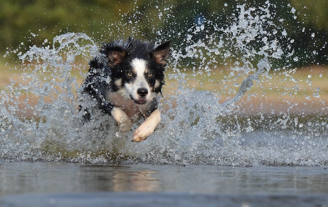 Ein Hund rennt durchs Wasser