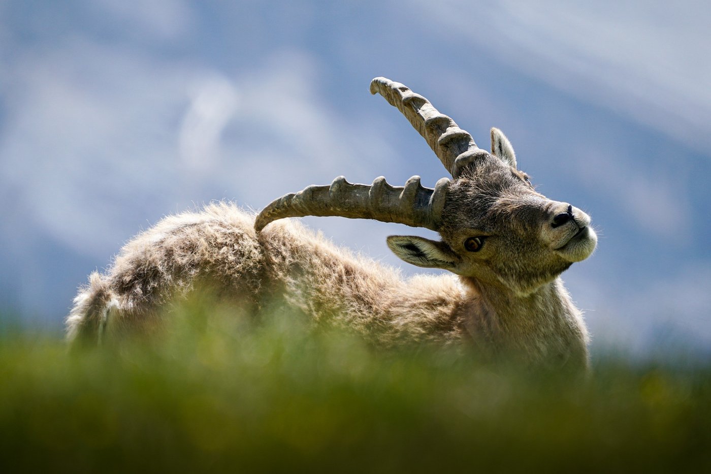 Steinbock auf einer Wiese