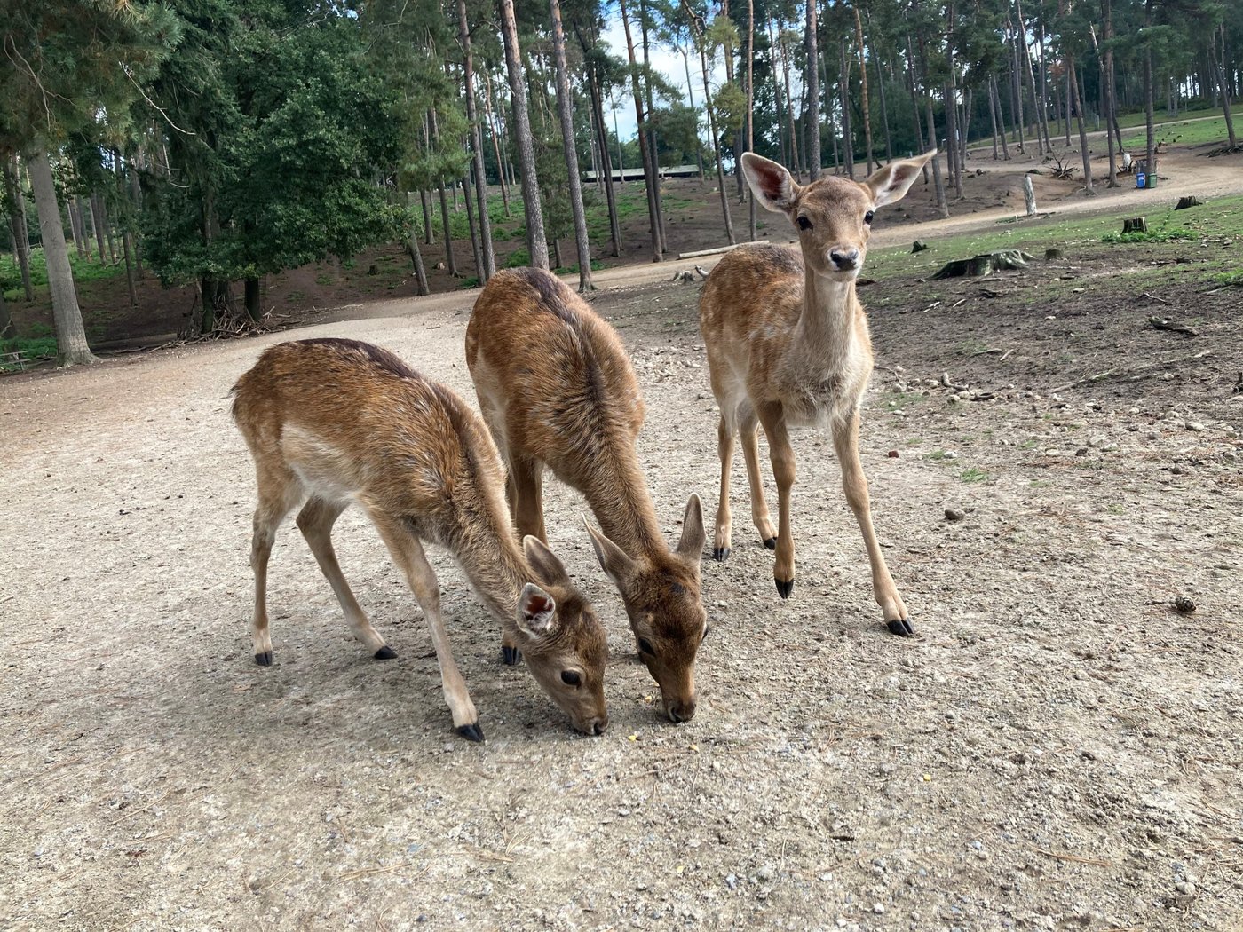 drei rehe im park granat