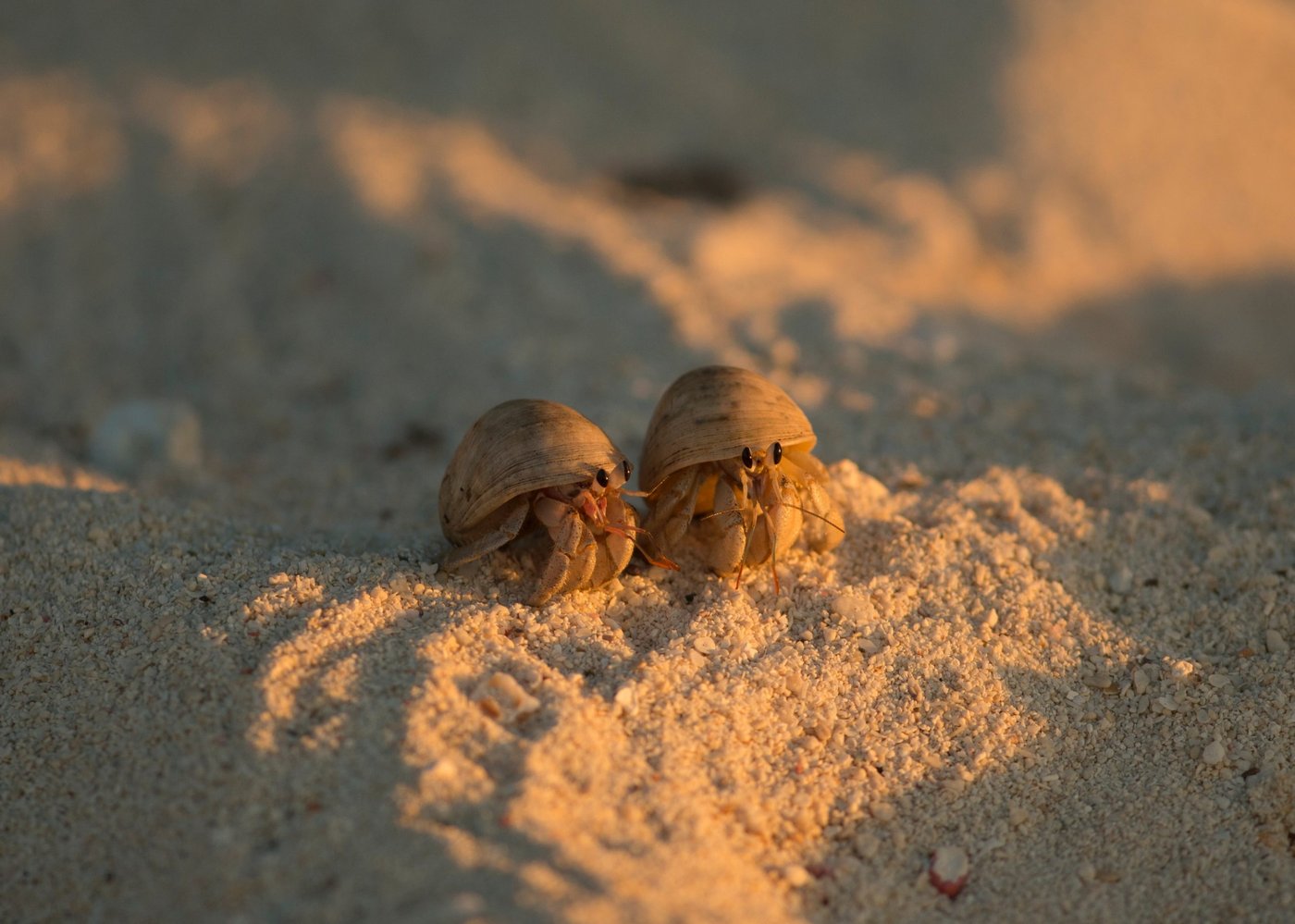 Zwei kleine Krebse auf Sand