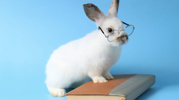 Häschen mit Brille.