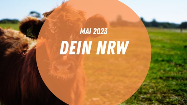 Eine Kuh auf einer Weide der Erlebnisbauernhöfe NRWs