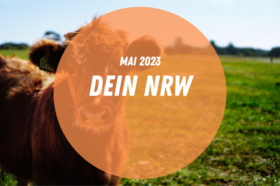 Eine Kuh auf einer Weide der Erlebnisbauernhöfe NRWs