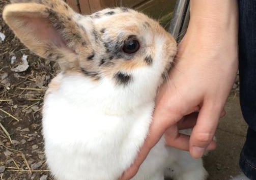 Häschen leckt die Hand der Besitzerin.
