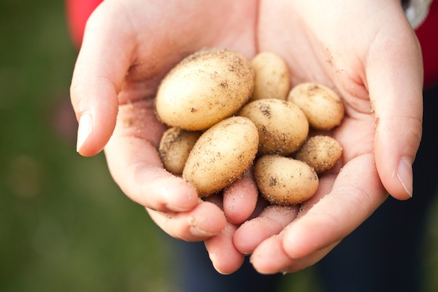Zwei Hände halten frisch geerntete Kartoffeln