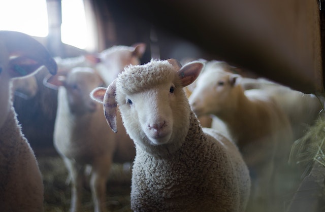 Ein Schaf blickt direkt in die Kamera auf einem der Erlebnisbauernhöfe