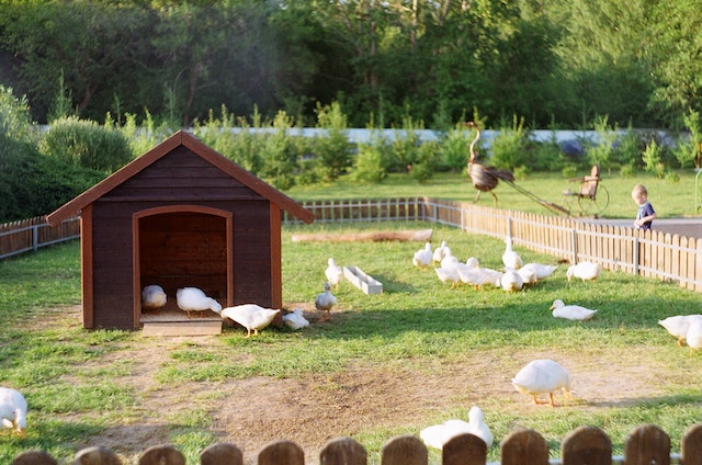 Ein kleines Gehege mit Stall und Enten auf einem der Erlebnisbauernhöfe