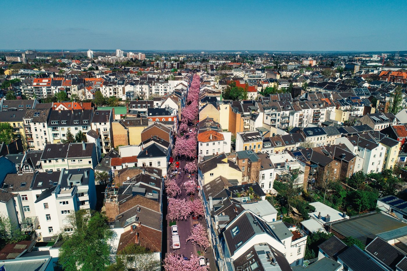 Kirschblütenallee in Bonn
