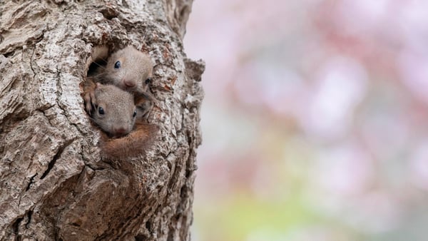 Süße Hörnchen-Babys.