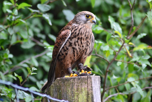 Ein Greifvogel im Wildpark
