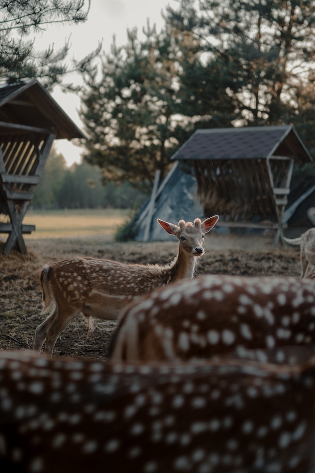 Mehrere Rehe in einem Gehege
